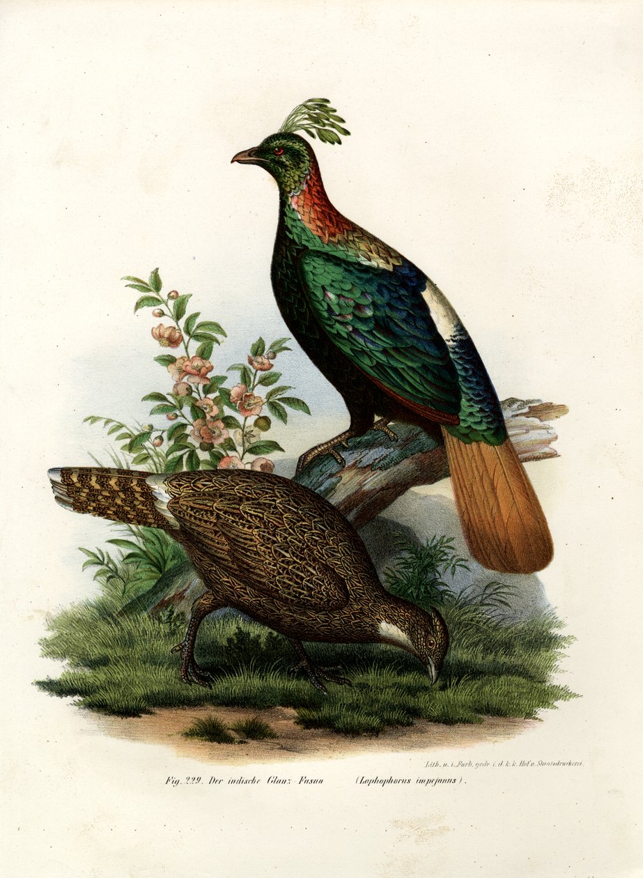 Himalaya Monal Fasan, 1864 av German School