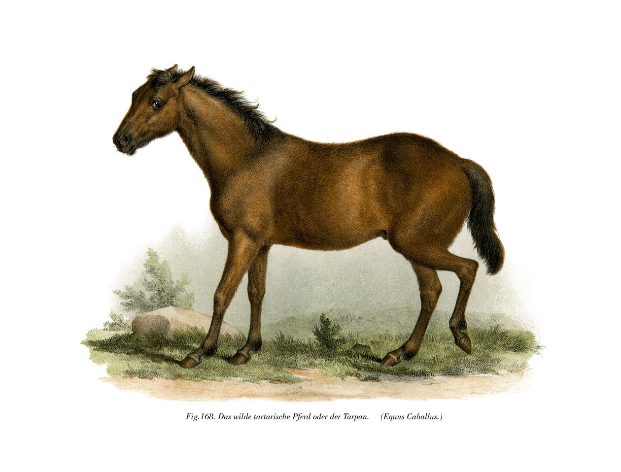 Häst, 1860 av German School
