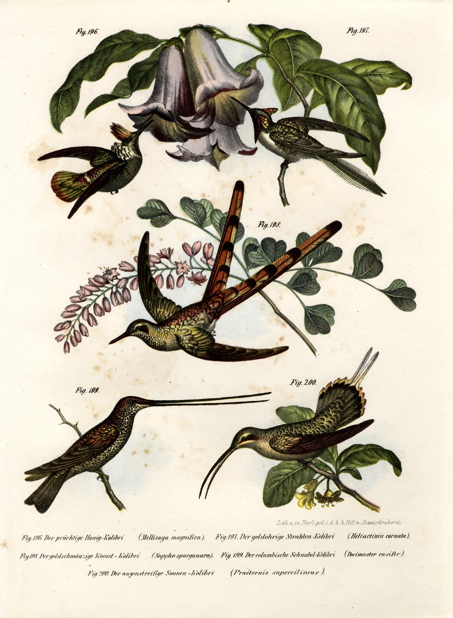 Hummingbird, 1864 av German School