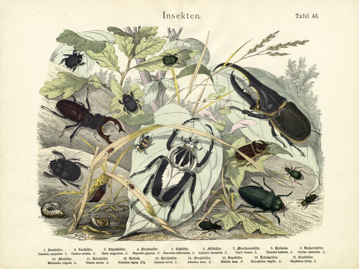 Insekter, c.1860 av German School