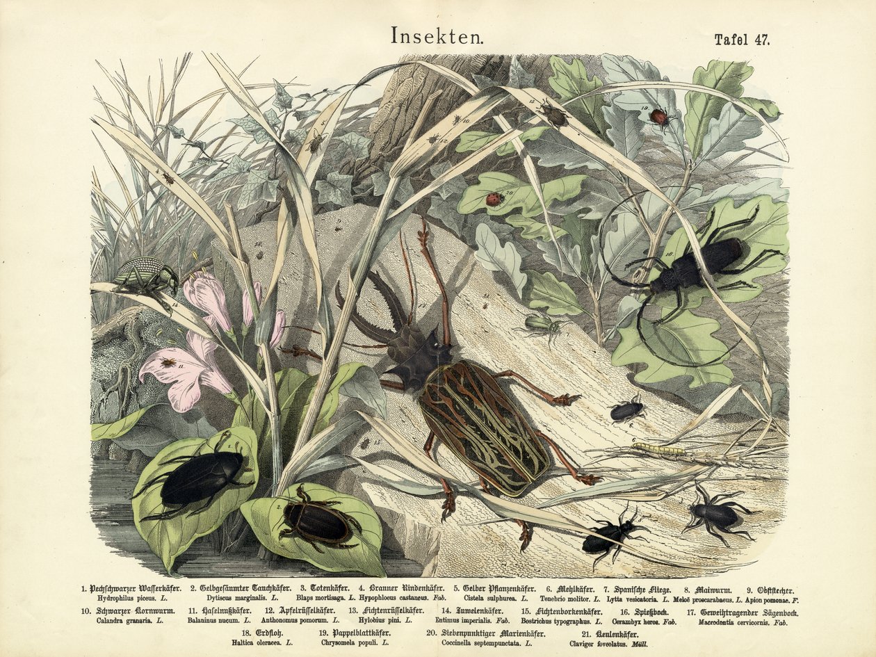 Insekter, c.1860 av German School