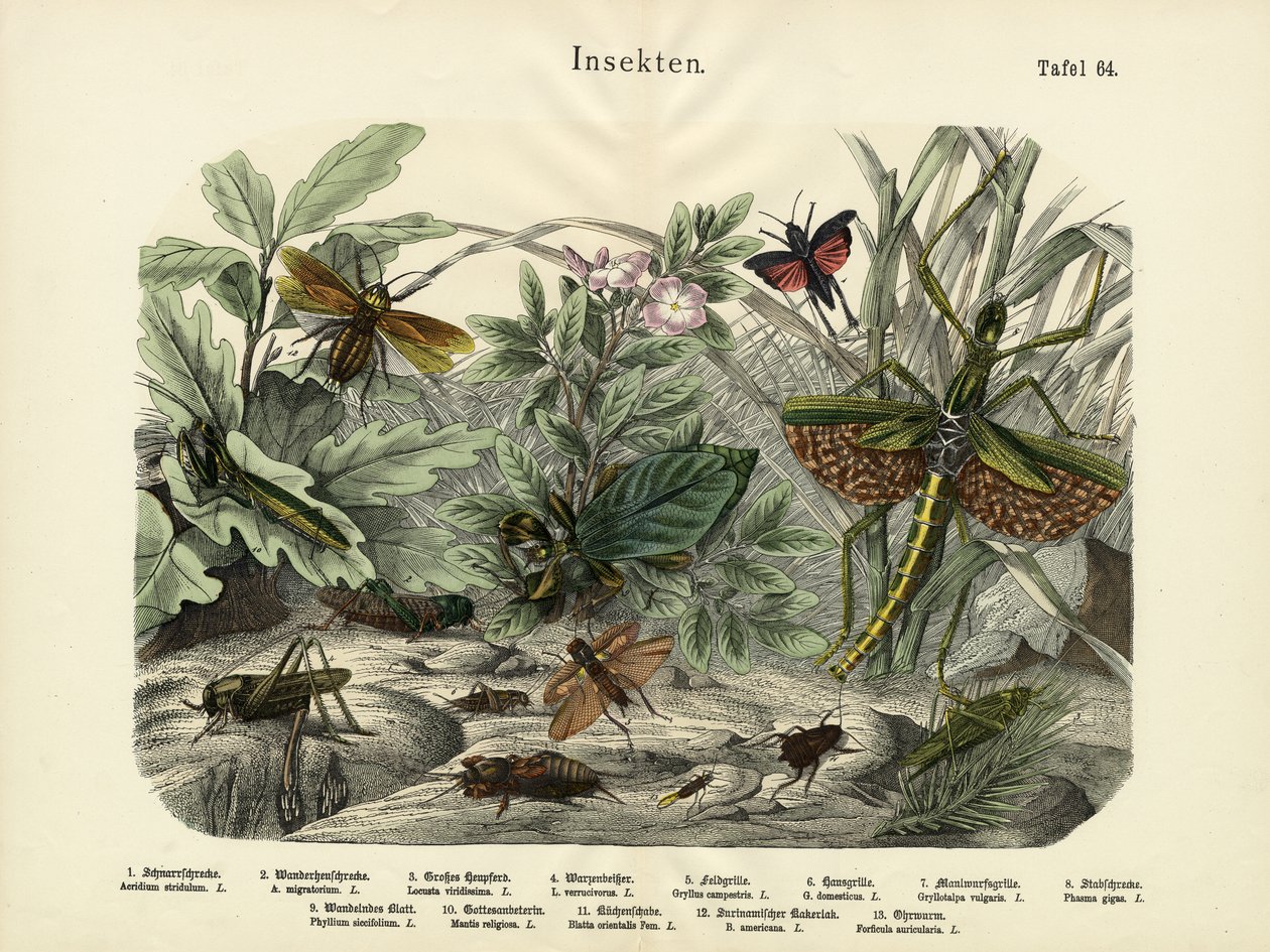 Insekter, c.1860 av German School