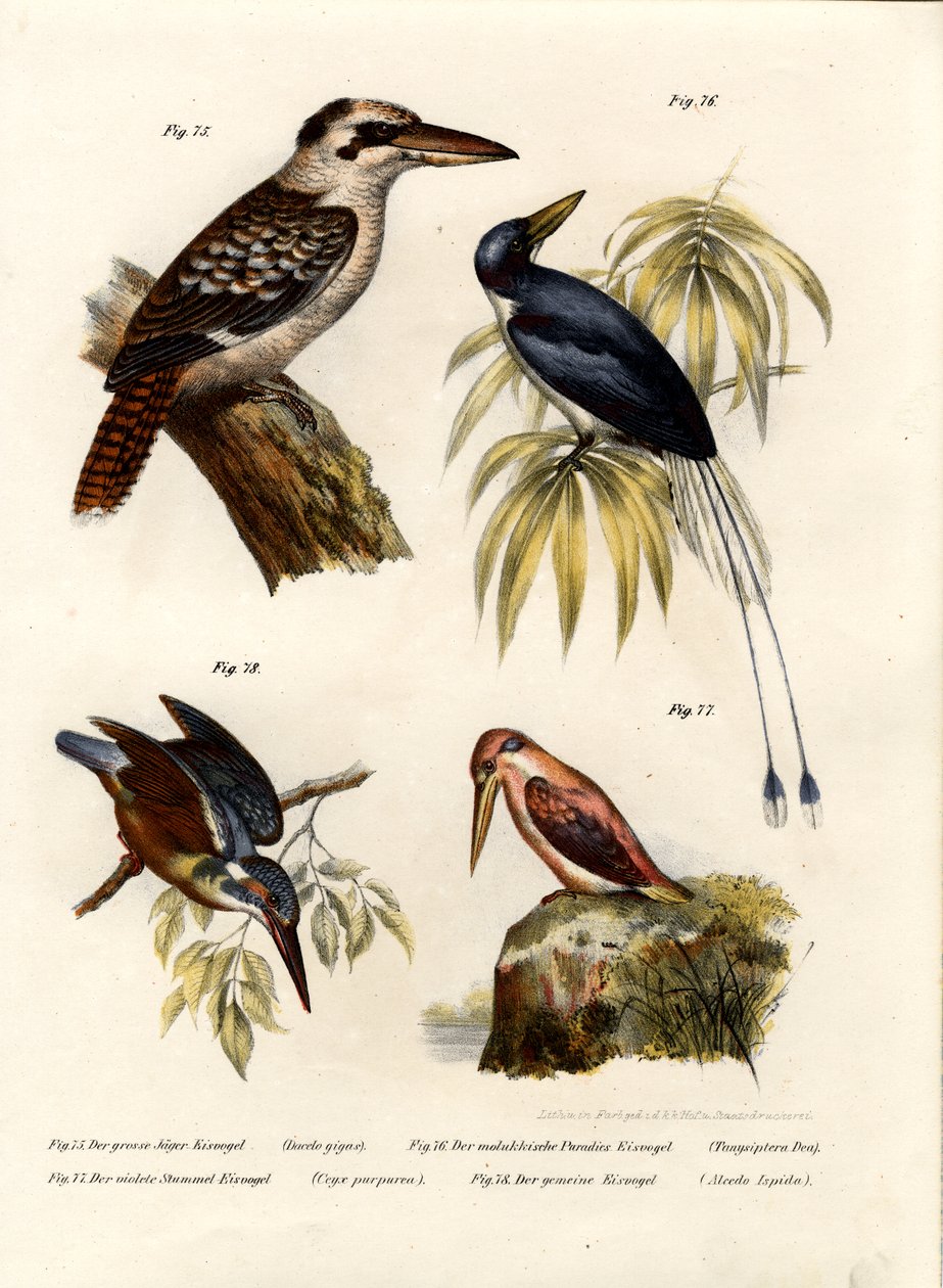 Kookaburra, 1864 av German School