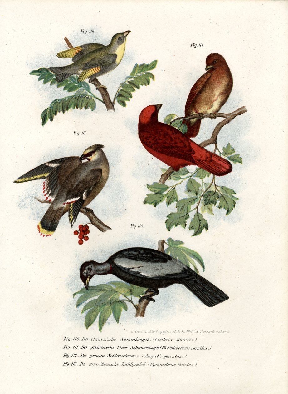 Leiothrix fågel, 1864 av German School