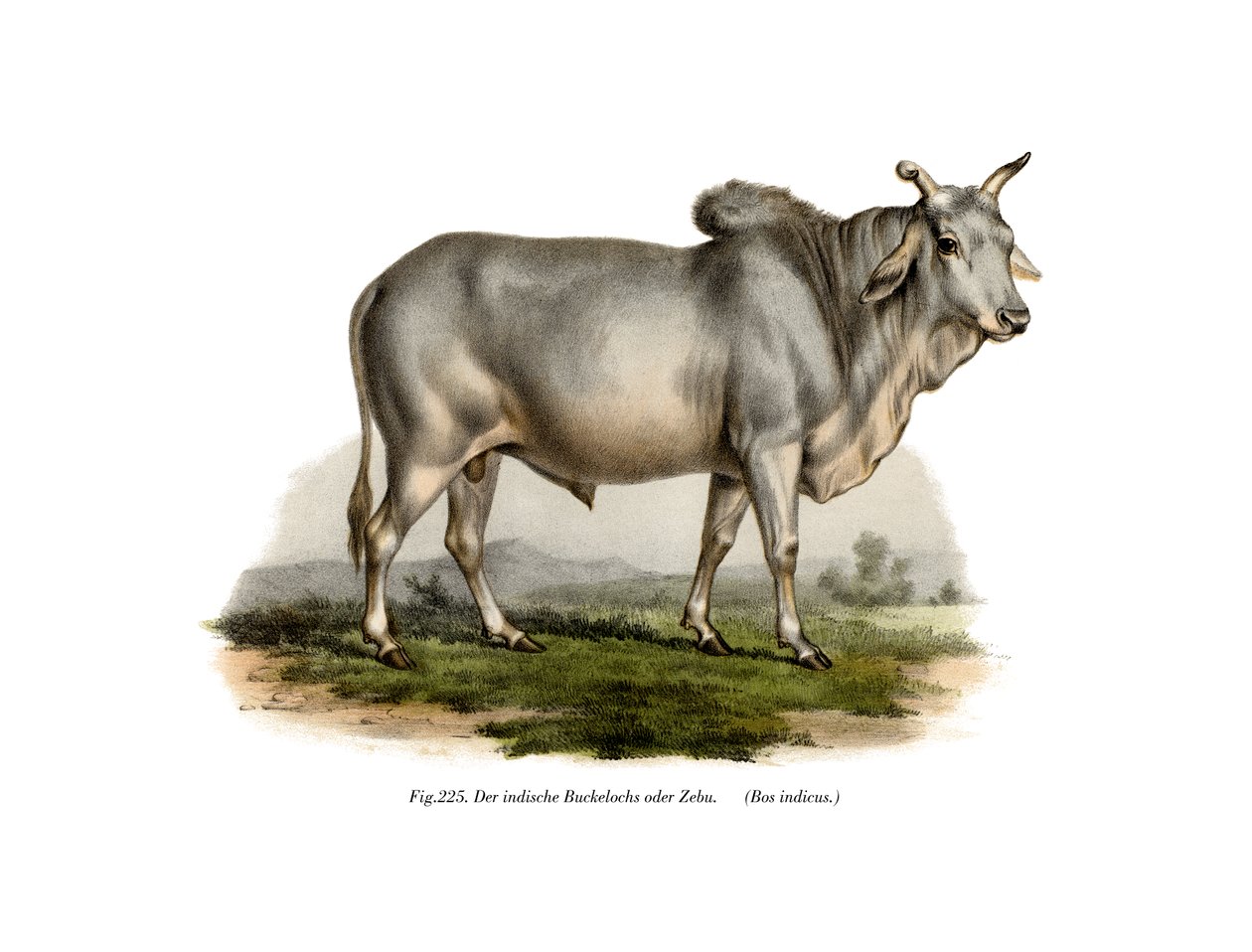 Mali trycker på Z för att kompensera för ko, 1860 av German School