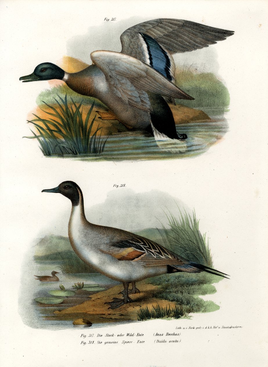 Gräsand, 1864 av German School