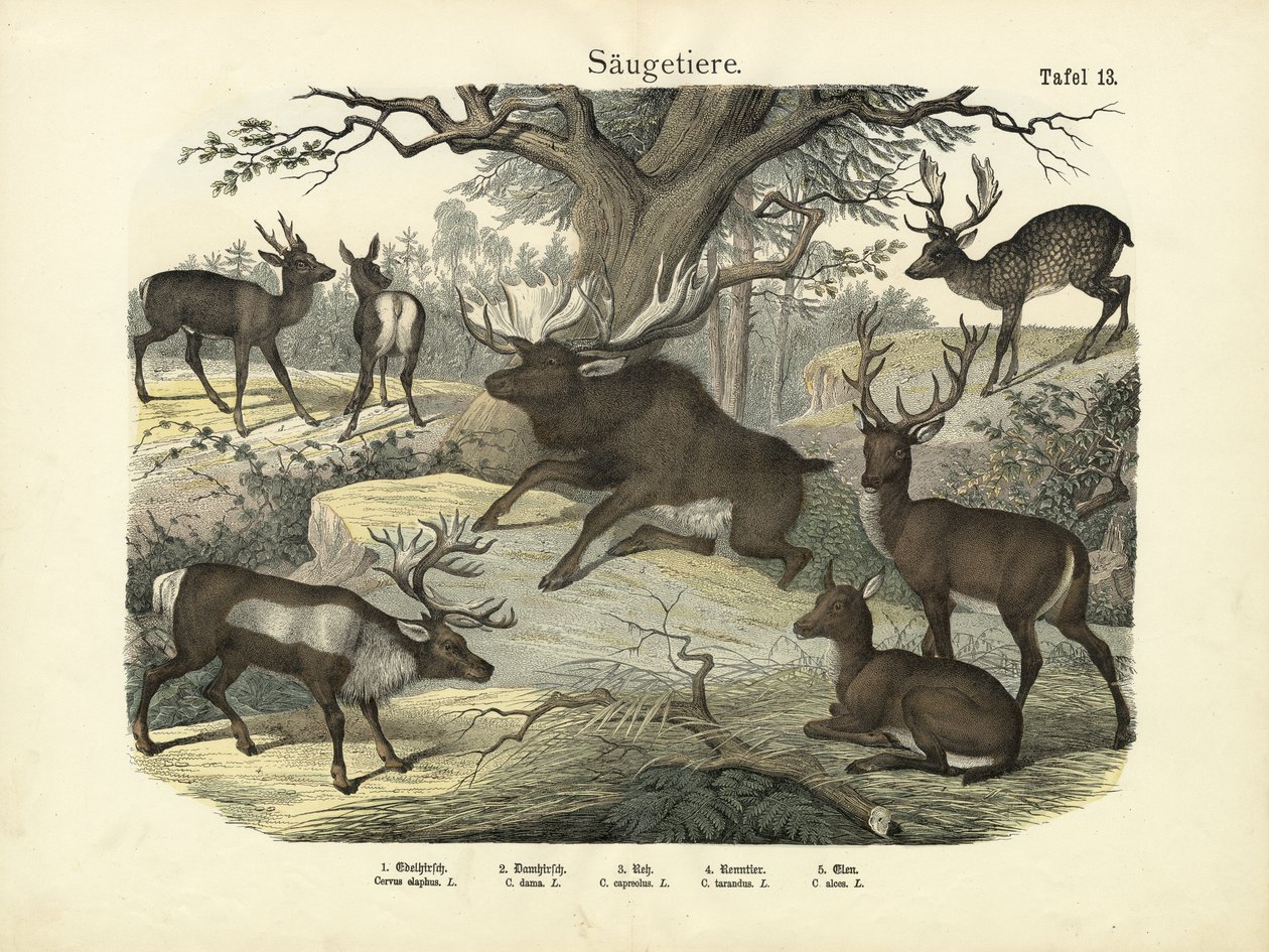 Däggdjur, c.1860 av German School