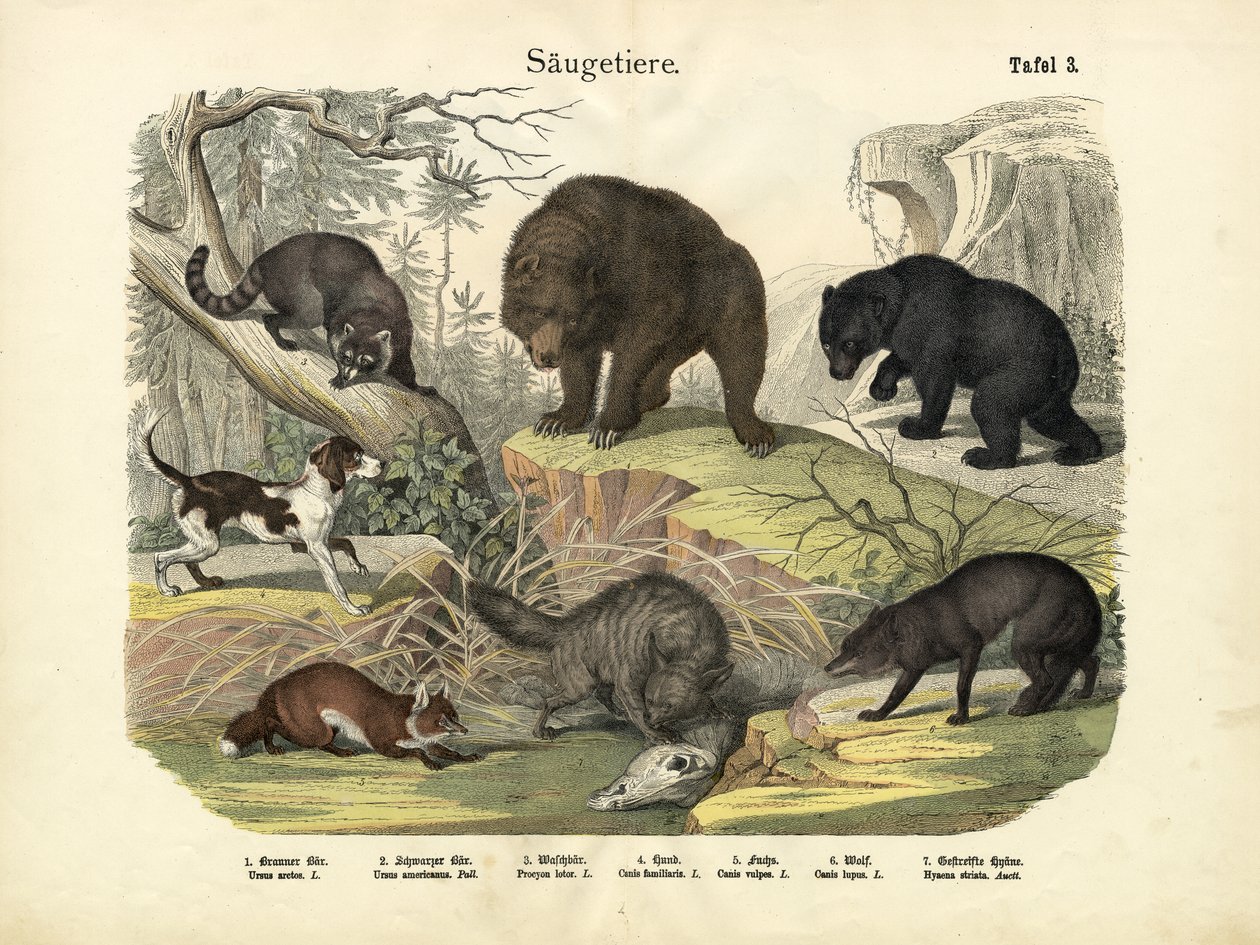 Däggdjur, c.1860 av German School