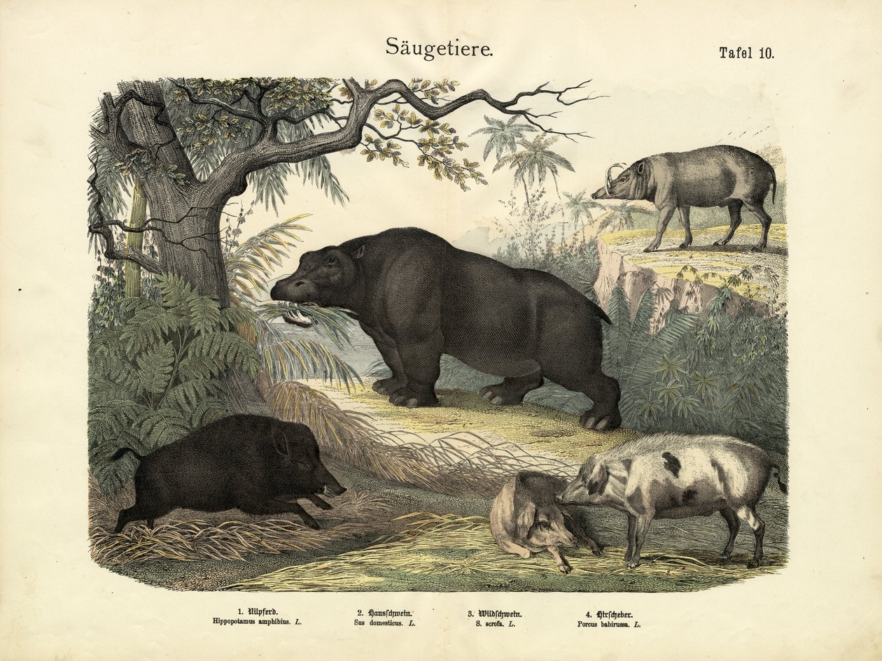 Däggdjur, c.1860 av German School