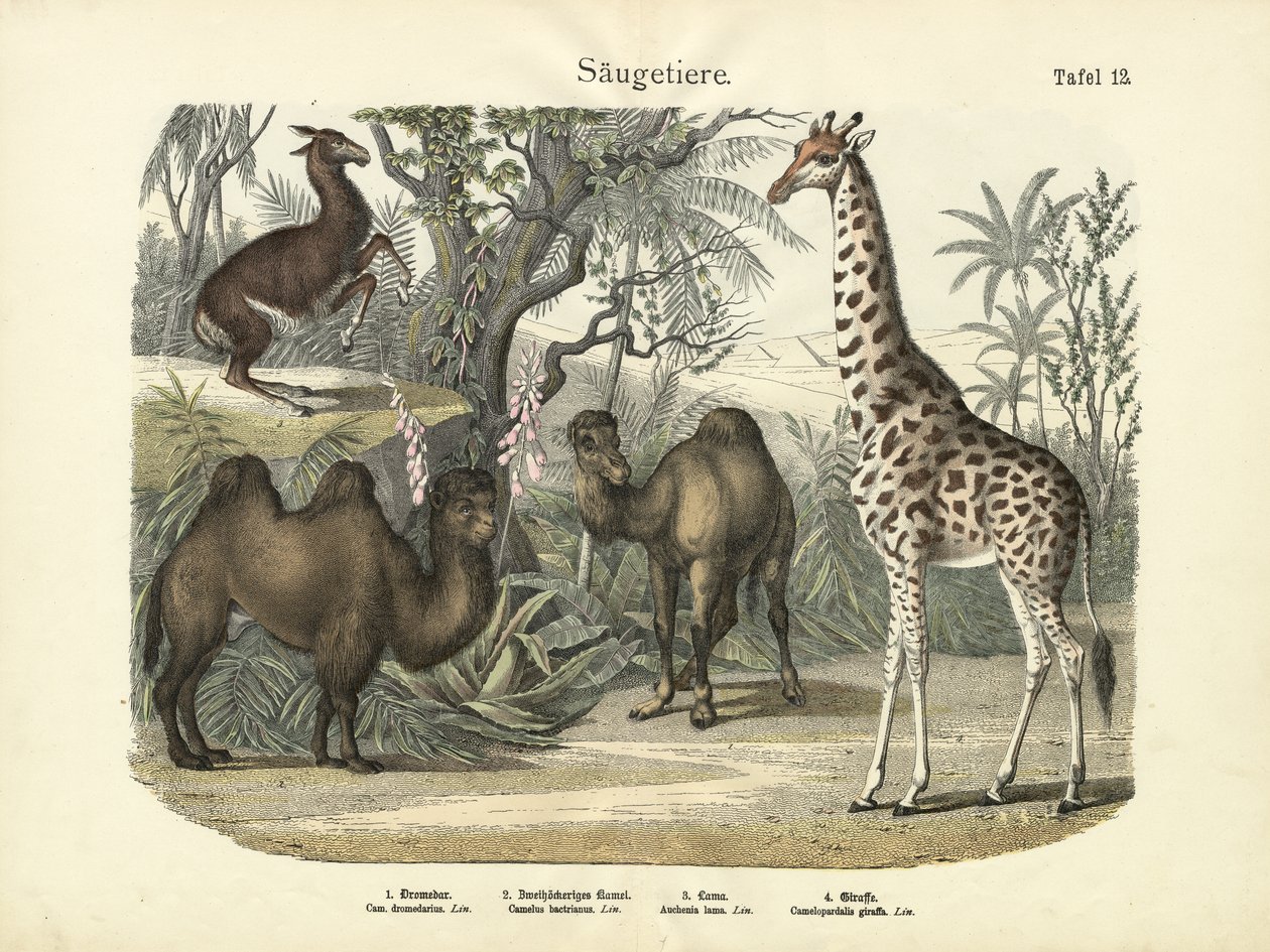 Däggdjur, c.1860 av German School
