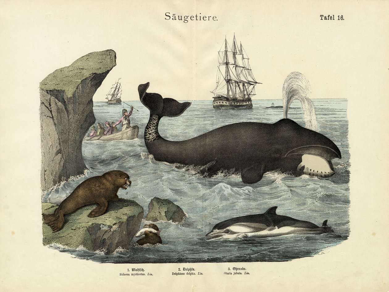 Däggdjur, c.1860 av German School