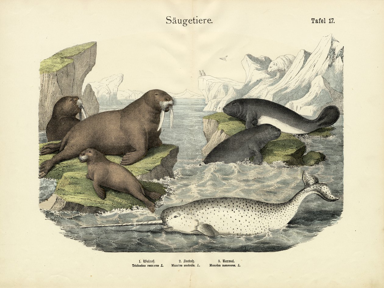 Däggdjur, c.1860 av German School