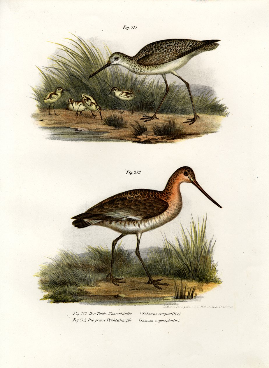 Marsh Sandpiper, 1864 av German School