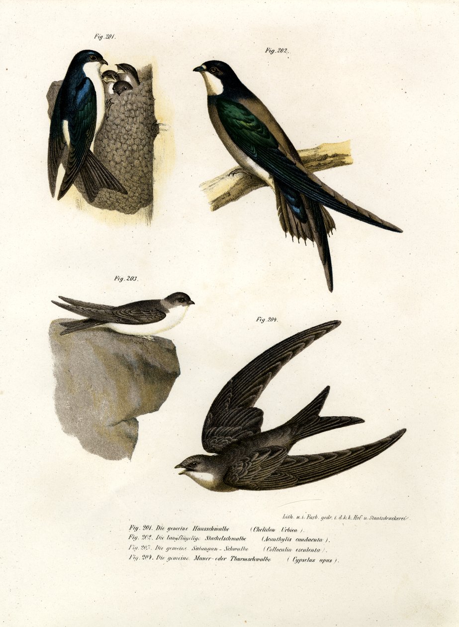 Martin, 1864 av German School