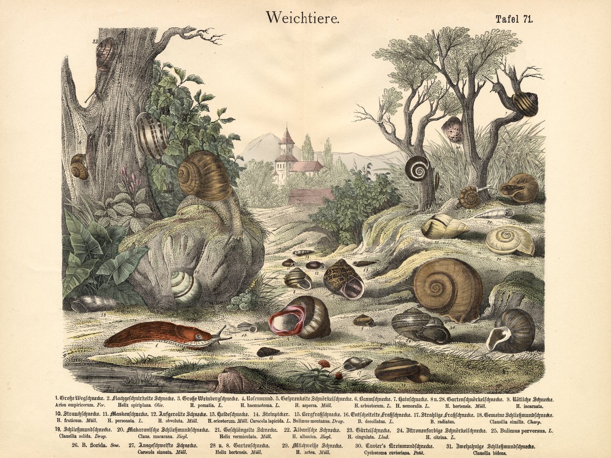 Blötdjur, ca 1860 av German School