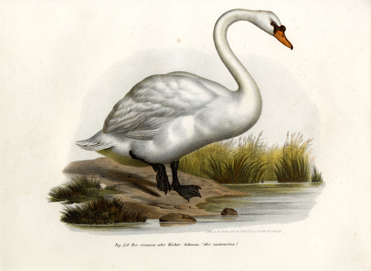 Stumsvan, 1864 av German School