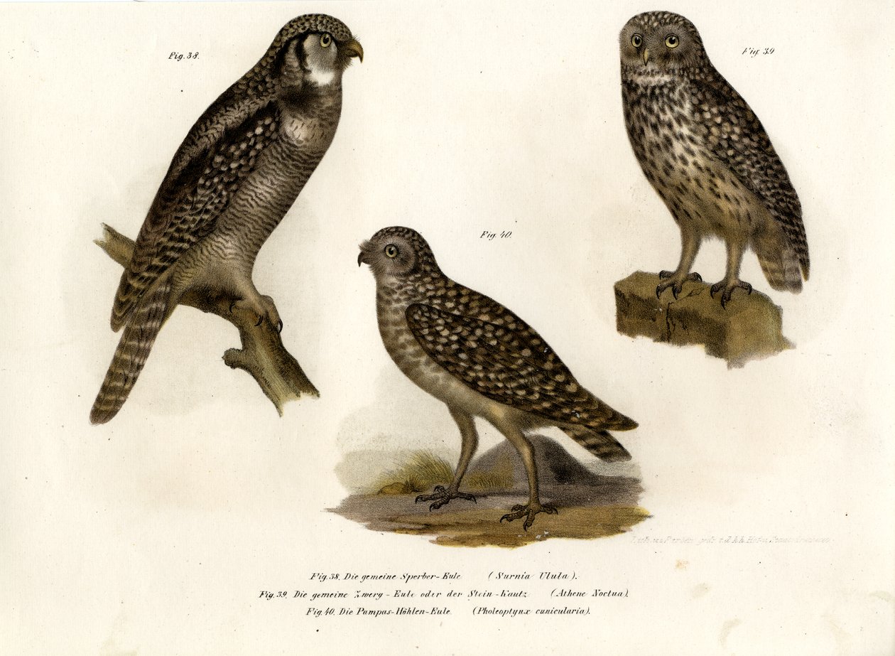 Northern Hawk Owl, 1864 av German School