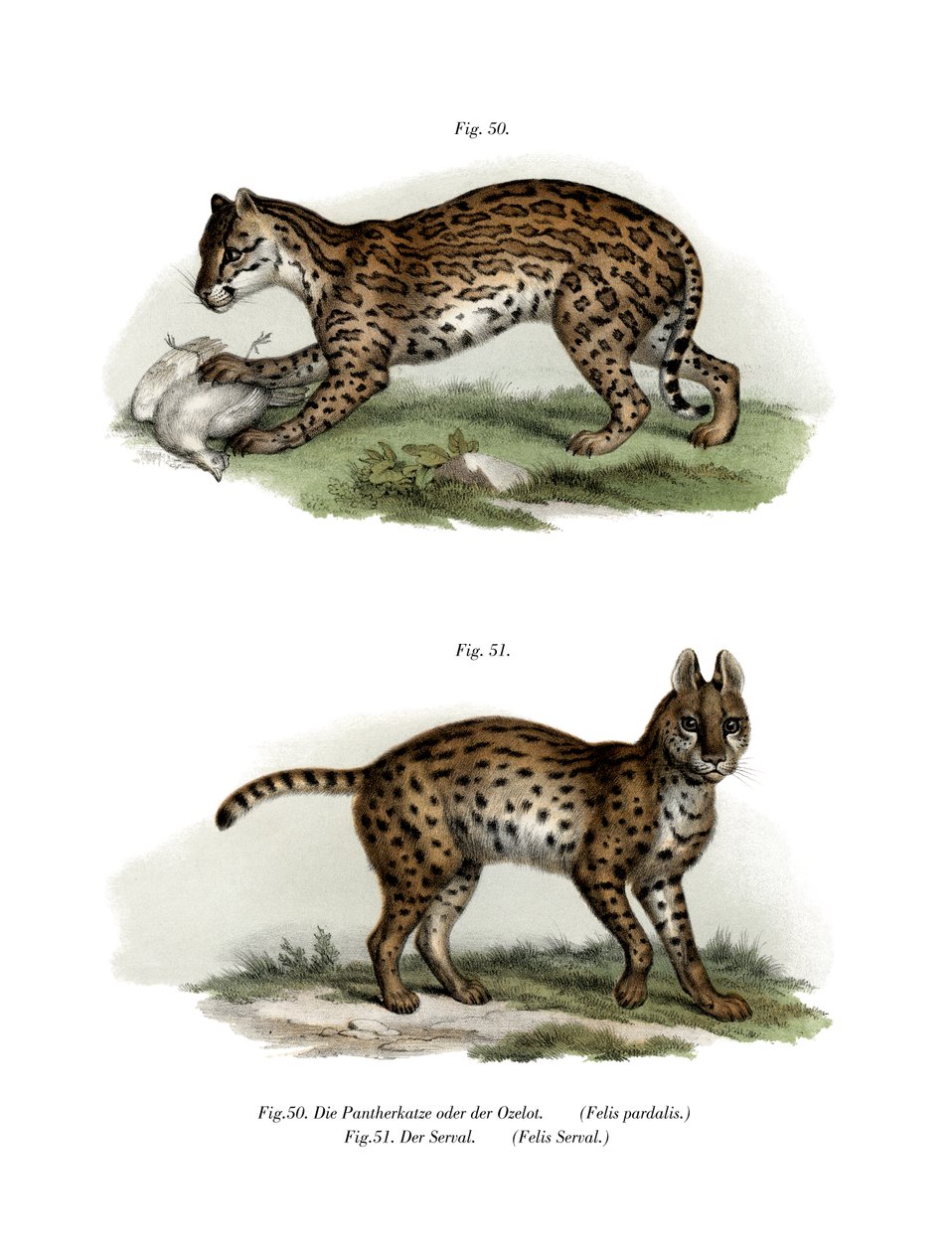 Ocelot, 1860 av German School