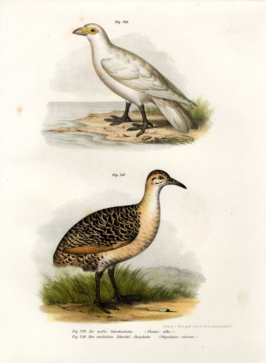 Blek-faced Sheatbill, 1864 av German School