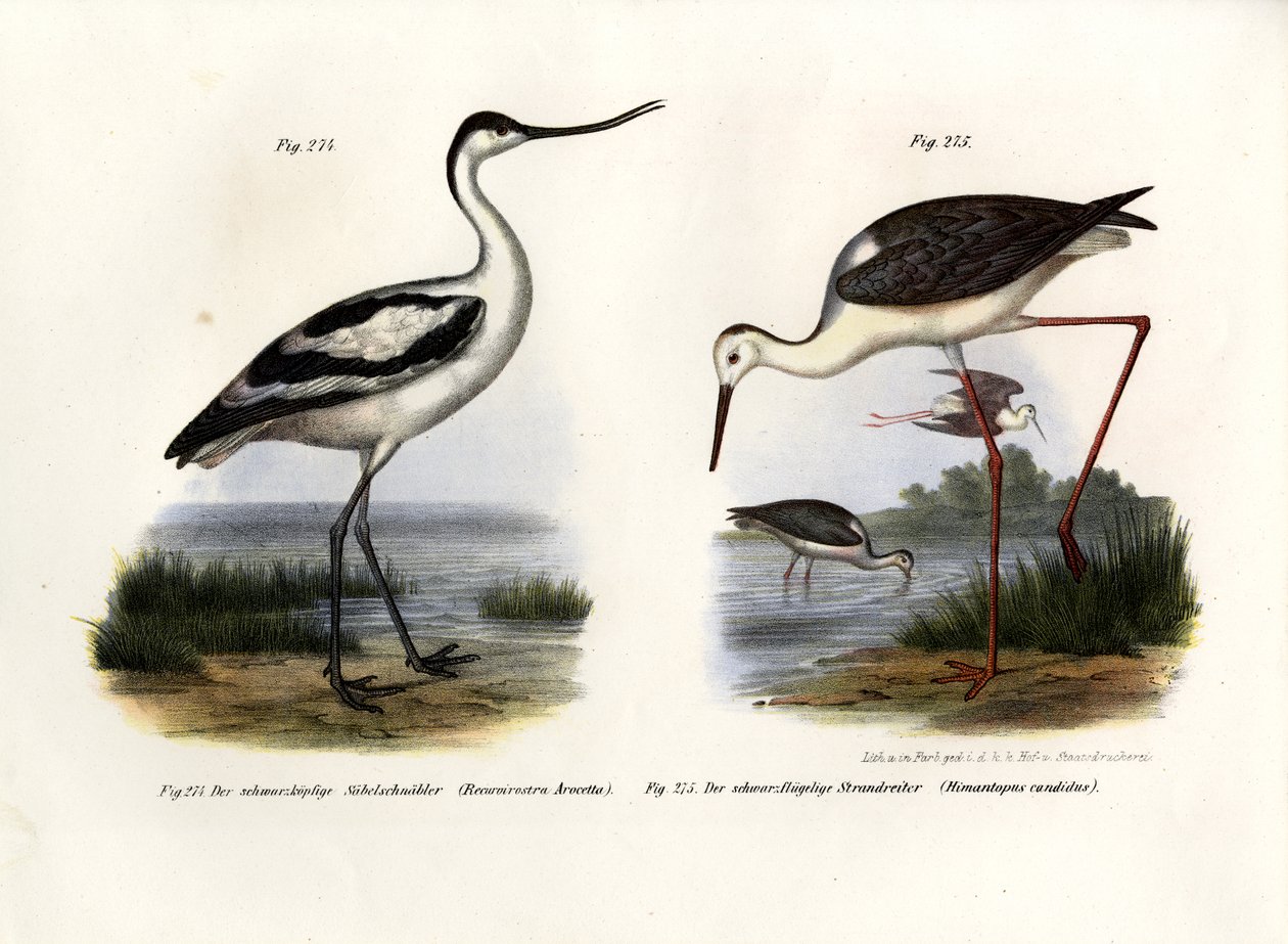 Pied Avocet, 1864 av German School