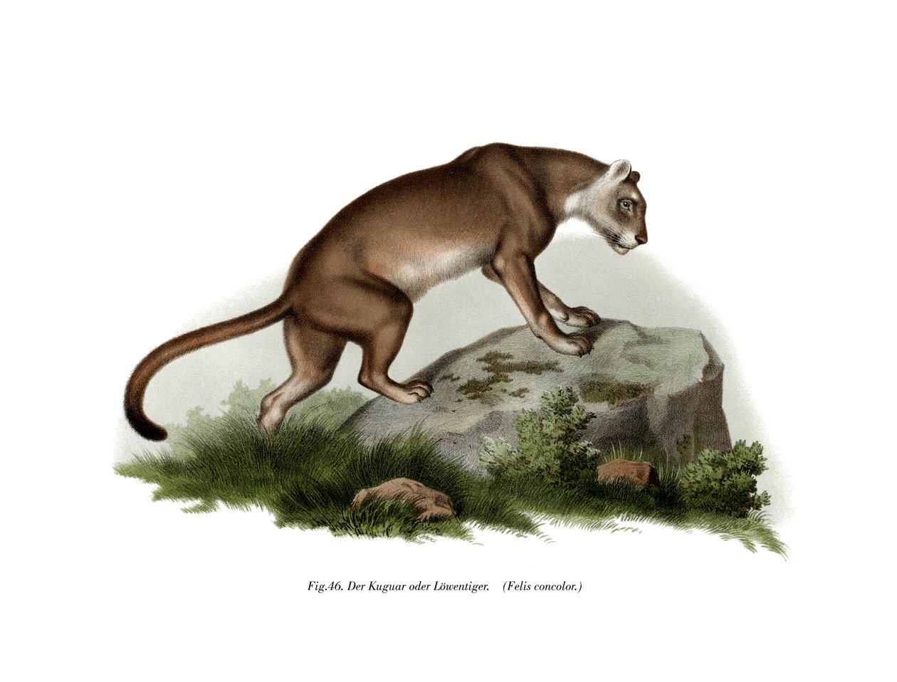 Puma, 1860 av German School