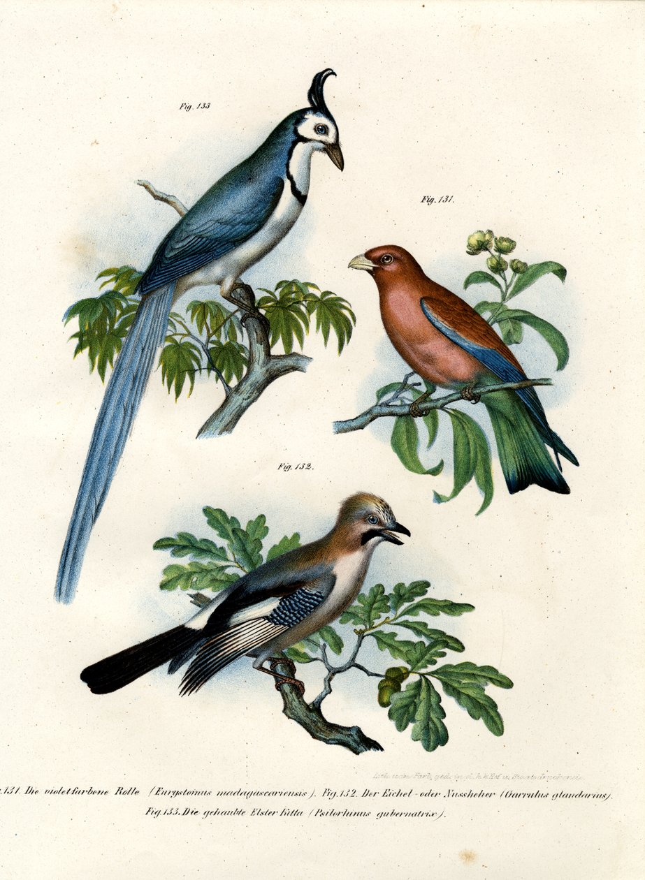 Purple Roller, 1864 av German School