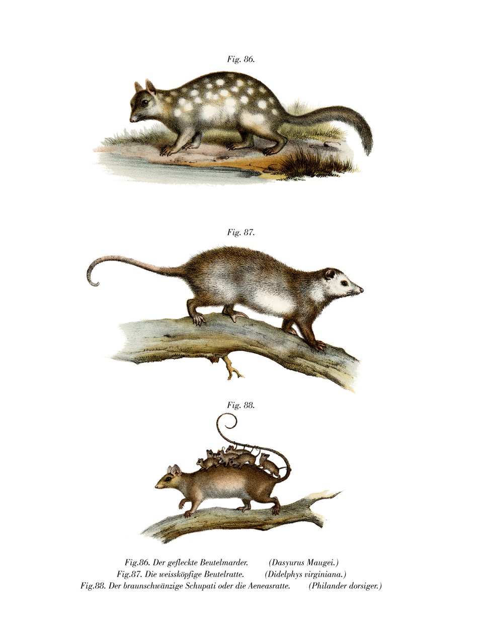 Quoll, 1860 av German School