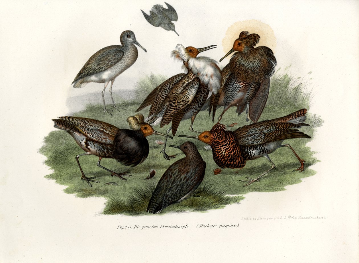 Ruff, 1864 av German School