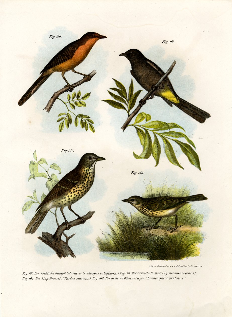 Rufous-breasted babblare, 1864 av German School