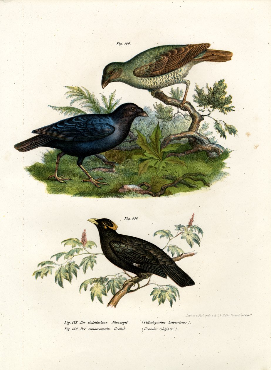 Satin Bower Bird, 1864 av German School