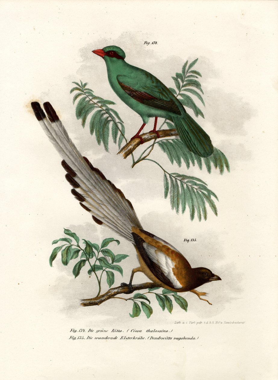 Kortstjärtad grön skata, 1864 av German School