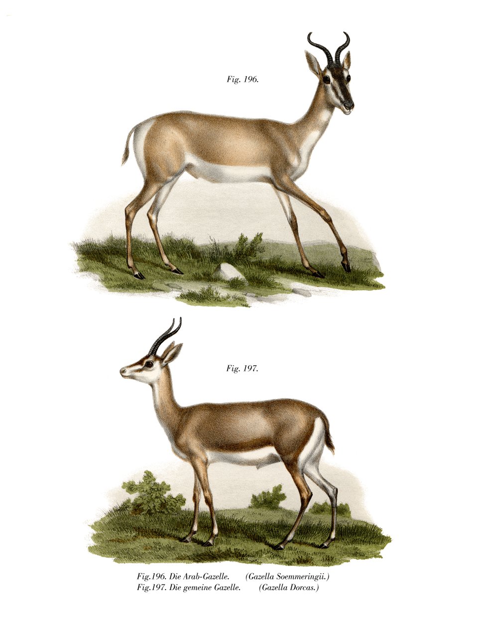Somalisk Soemmerring Gazelle, 1860 av German School