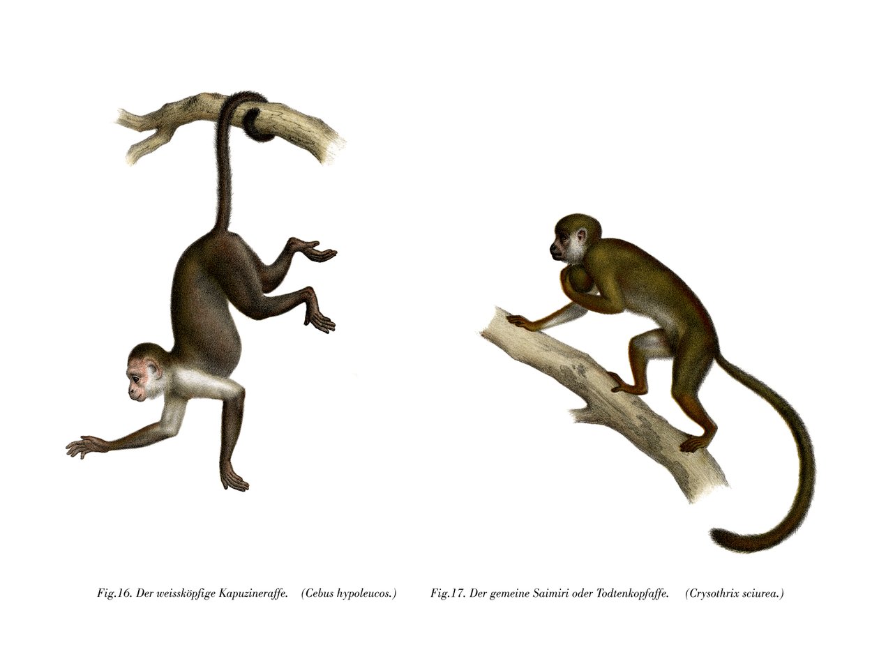 Squirrel Monkey, 1860 av German School