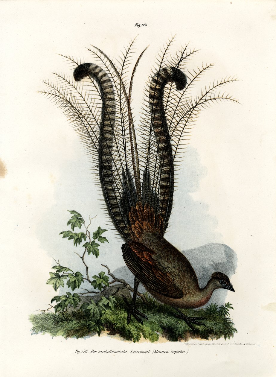 Superb Lyrebird, 1864 av German School