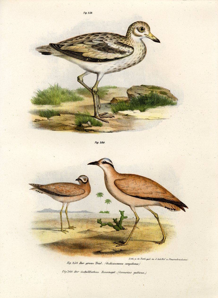 Tjockknäbustard, 1864 av German School