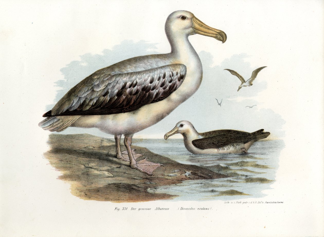 Vandrande albatross, 1864 av German School