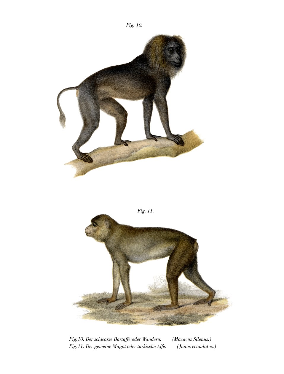 Wanderoo Monkey, 1860 av German School