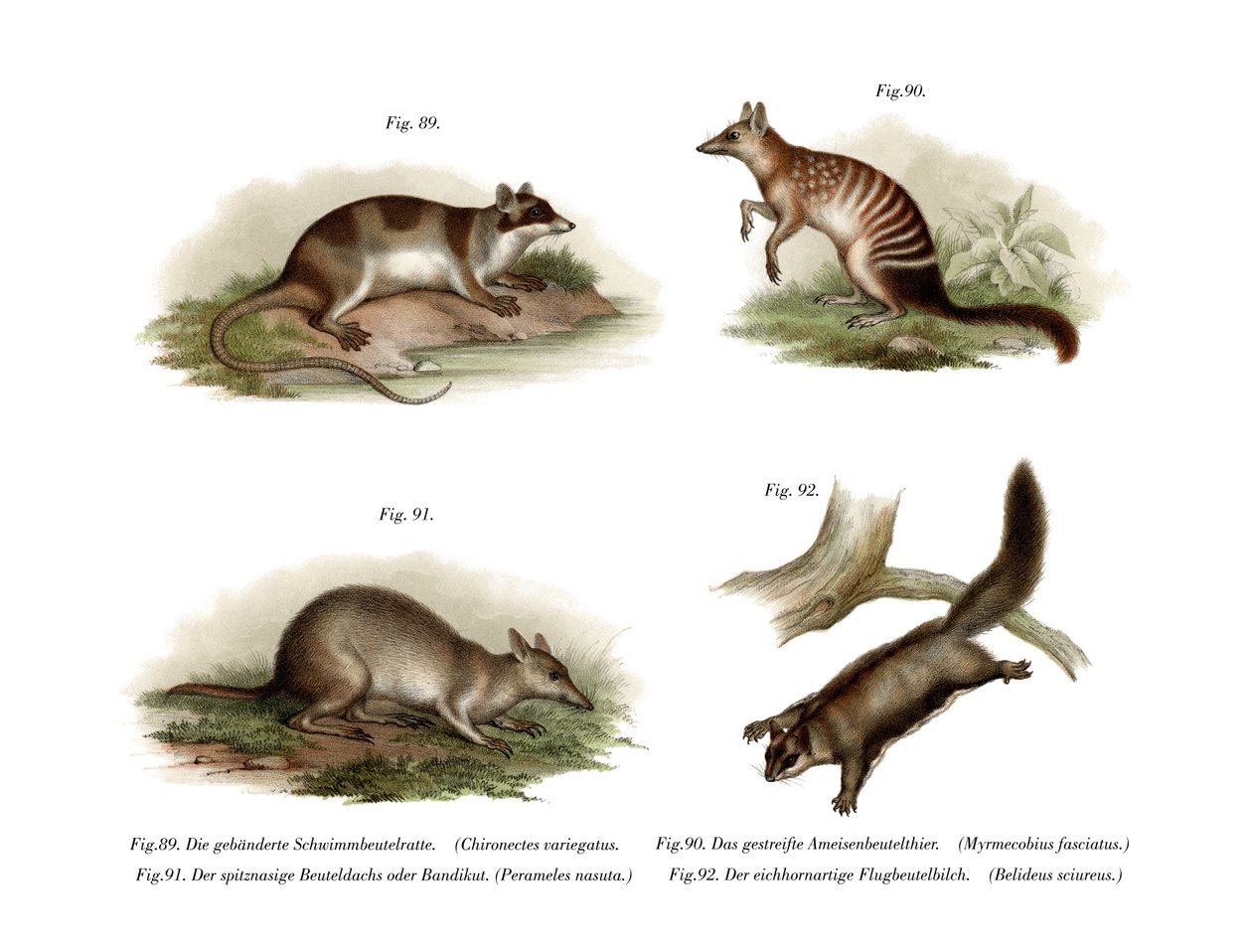 Water Opossum, 1860 av German School