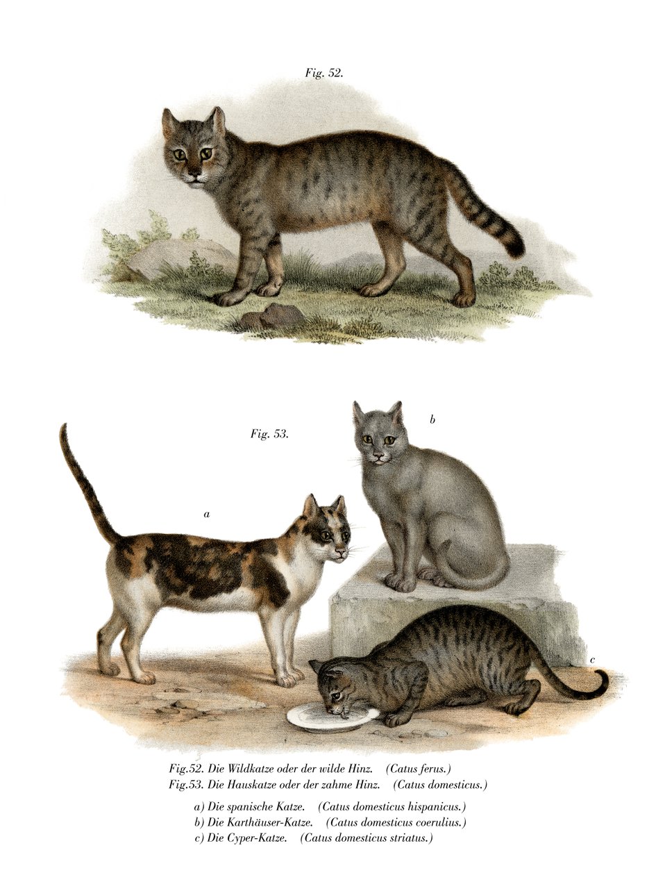 Vildkatt, 1860 av German School