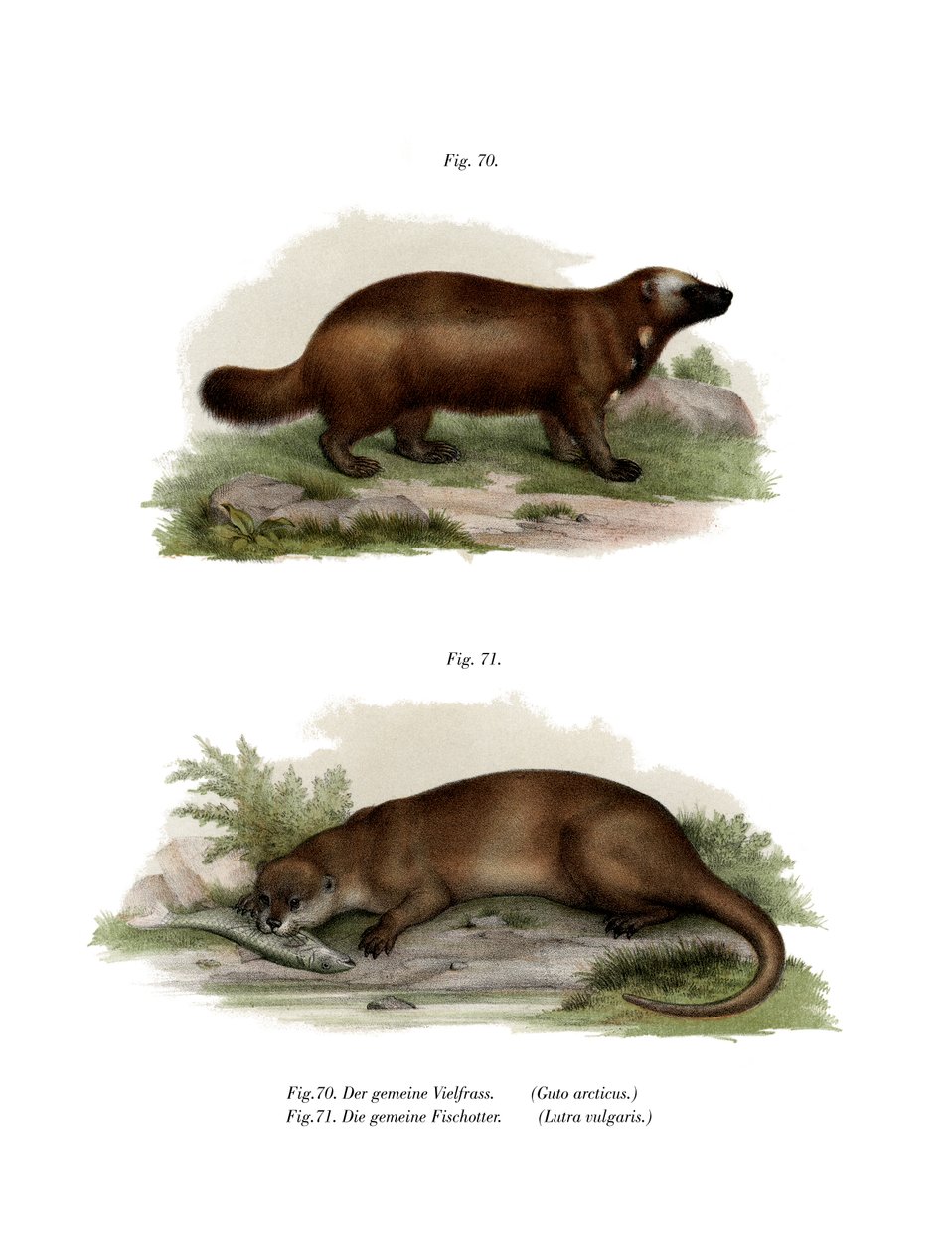 Wolverine, 1860 av German School