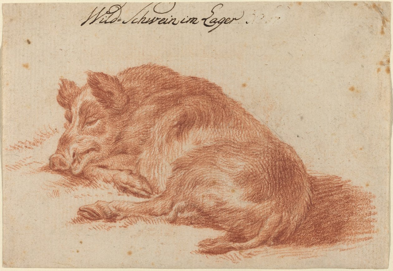 Vildsvin av German 18th Century
