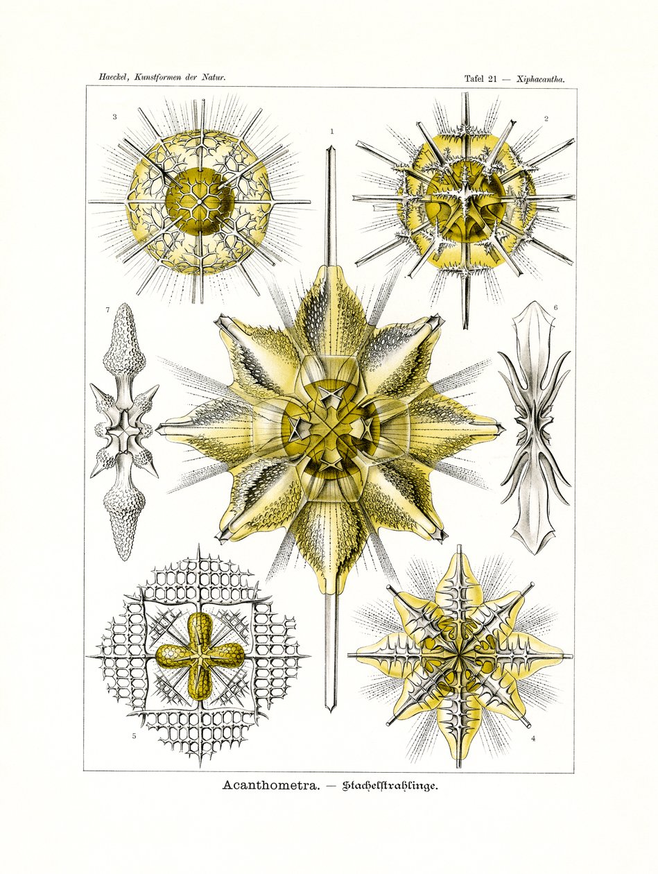Acanthometra, 1899-1904 av German School