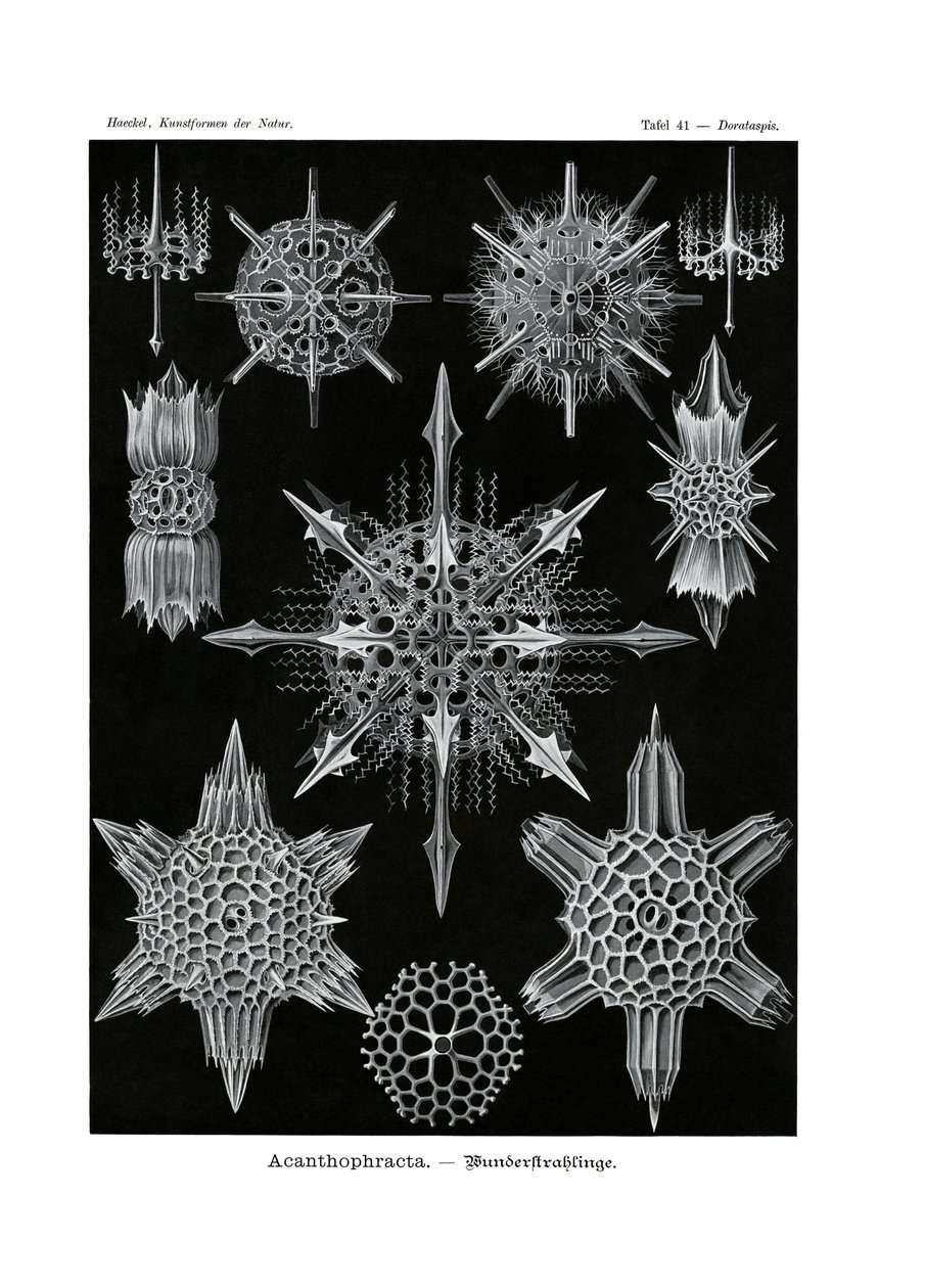 Acanthophracta, 1899-1904 av German School