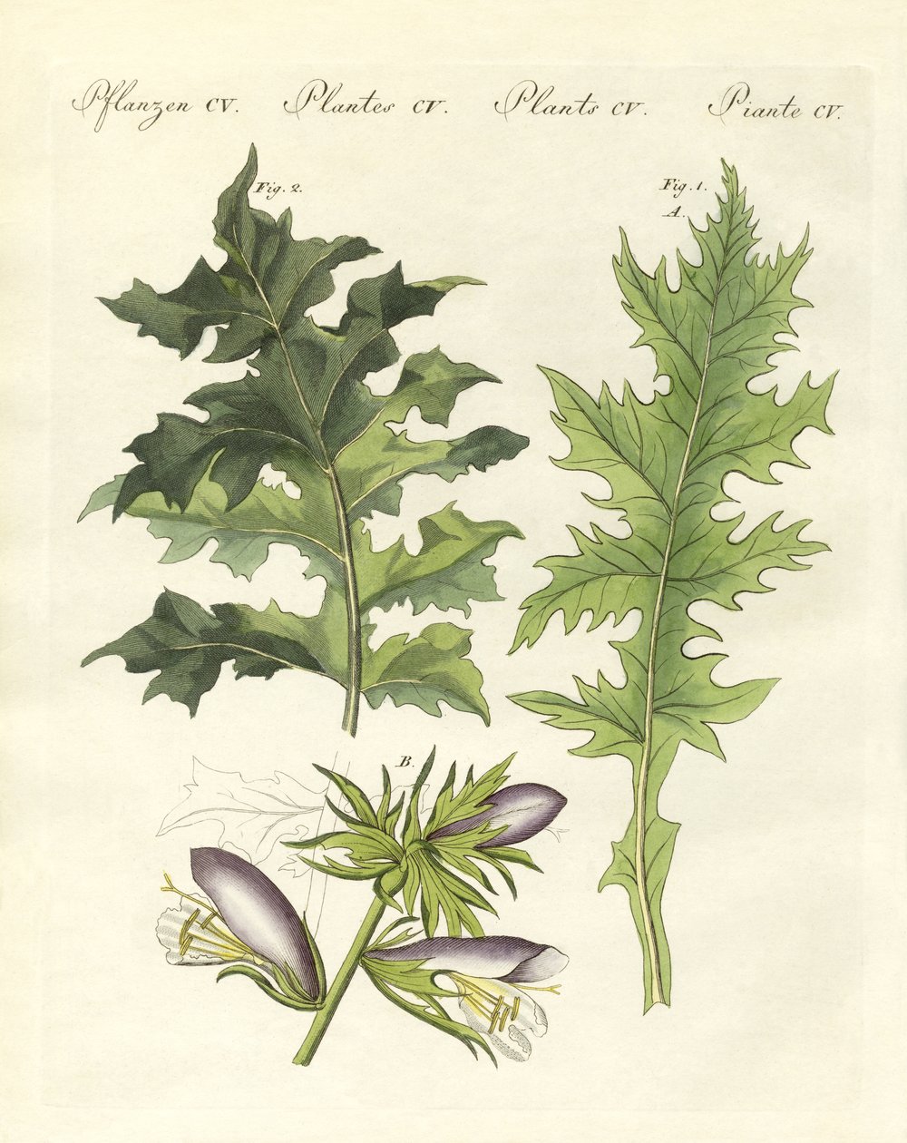 Acanthusväxter (färgad gravyr) av German School