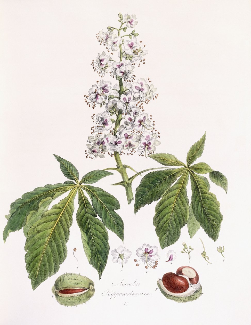 Aesculus Hippocastanum av German School