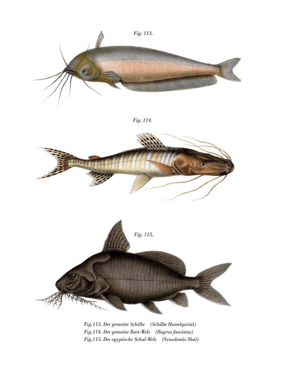 African Butter Catfish (färg litho) av German School