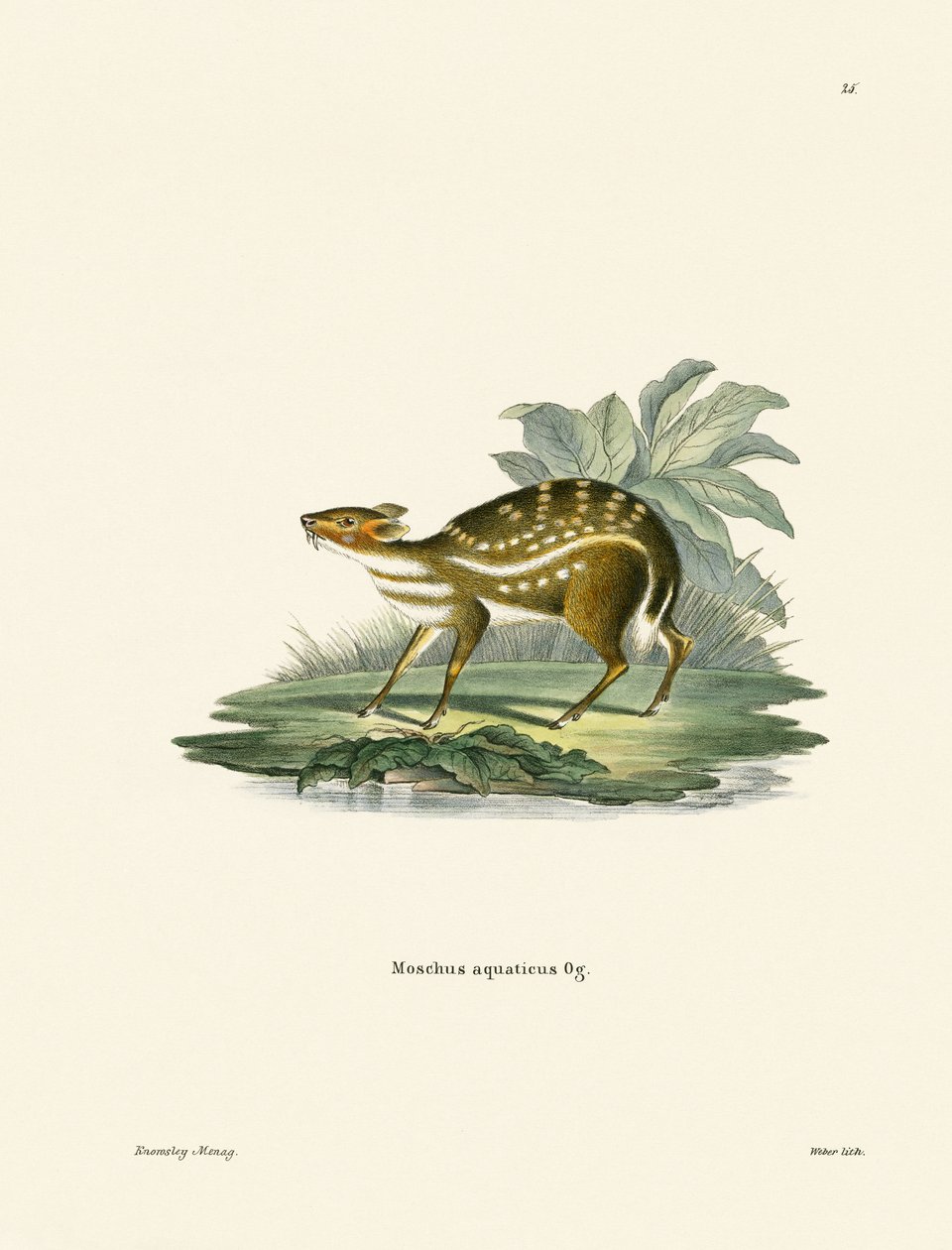Afrikansk Chevrotain (färgad gravyr) av German School