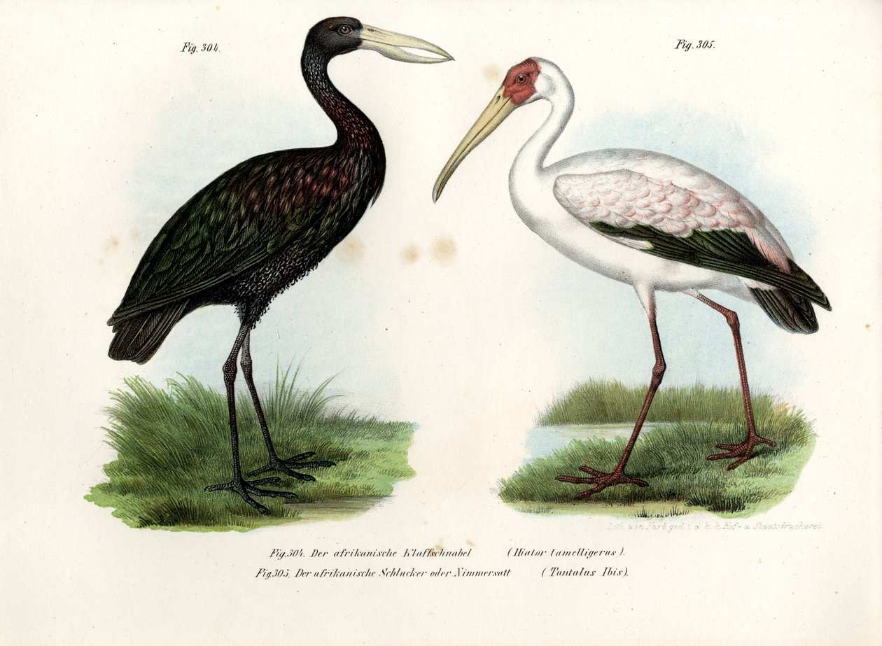 African Openbill Stork, 1864 av German School