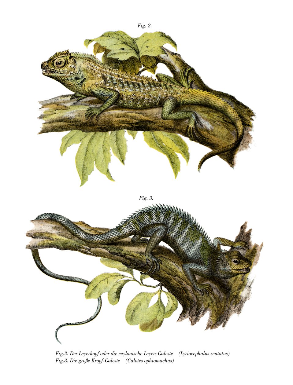 Agamid Lizard (färg litho) av German School