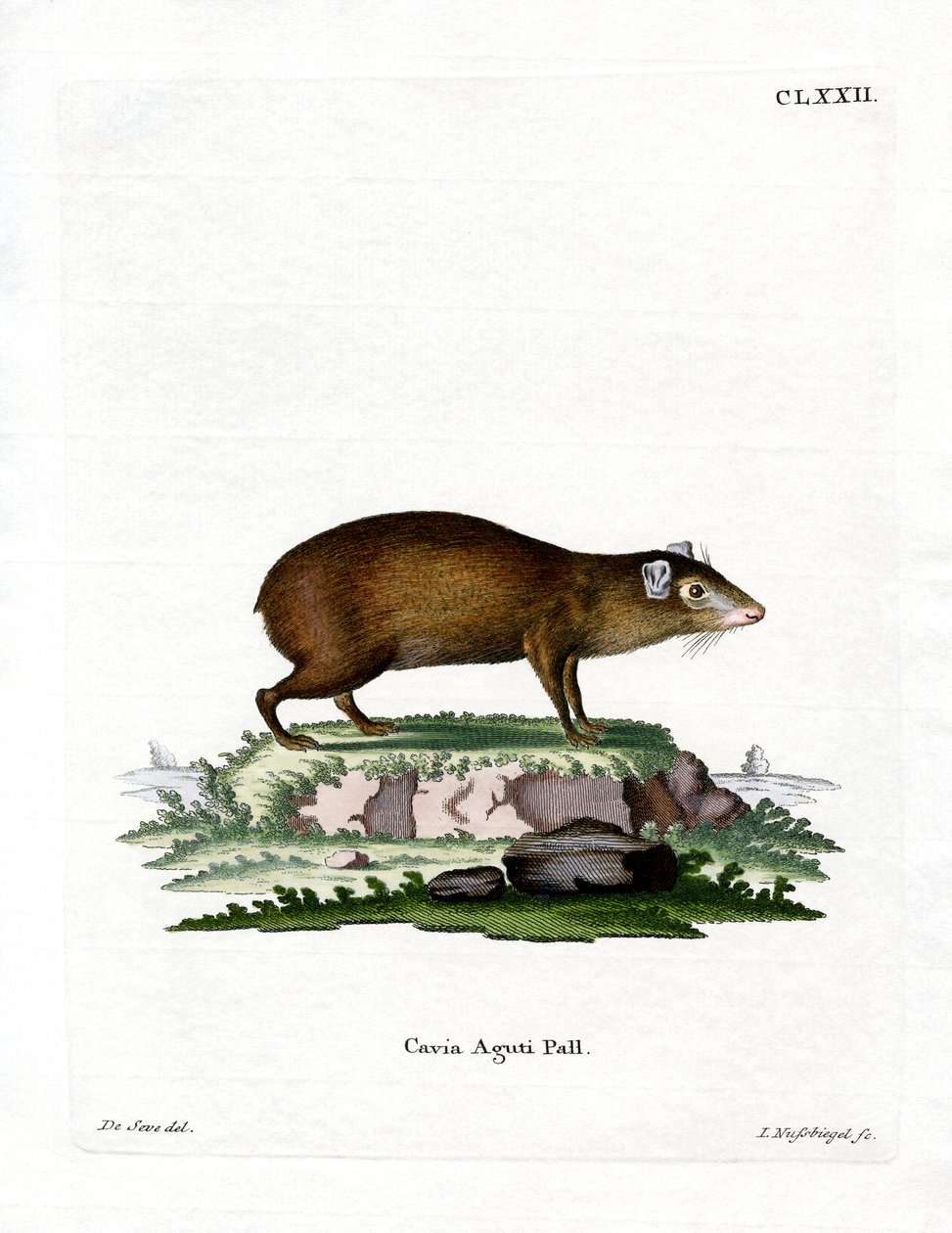 Agouti (färgad gravyr) av German School